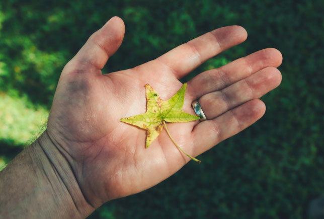 leaf in hand