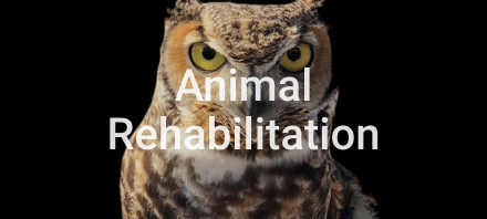 Animal Rehabilitation