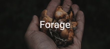 Forage