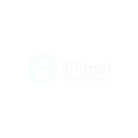 the animal foundation